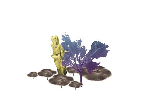 prop_seaweed_02