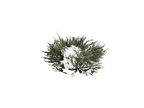 prop_skunk_bush_01