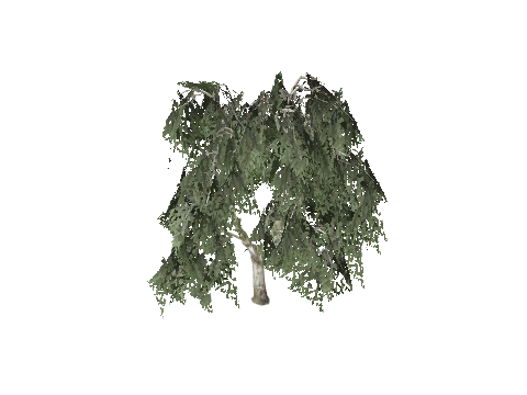 prop_tree_birch_02