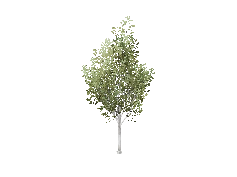 prop_tree_birch_03