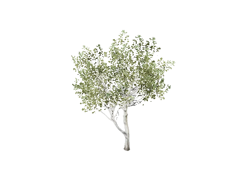 prop_tree_birch_03b
