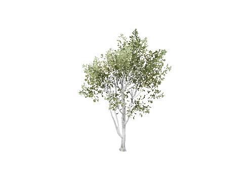 prop_tree_birch_04
