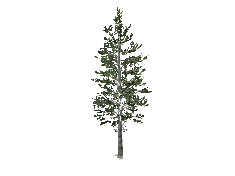 prop_tree_cedar_02