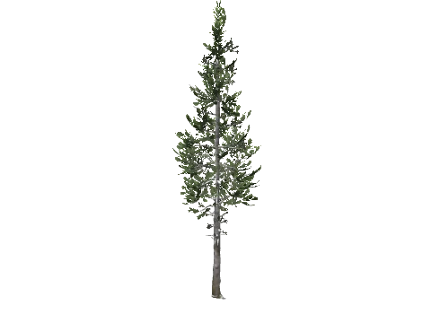 prop_tree_cedar_03