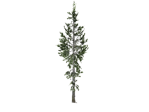 prop_tree_cedar_04