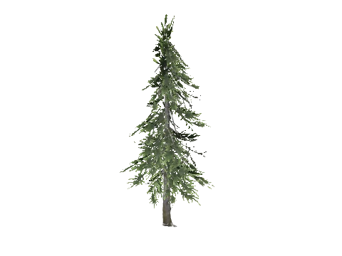 prop_tree_cedar_s_01