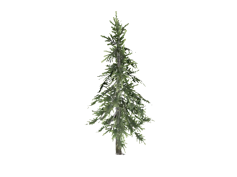prop_tree_cedar_s_02