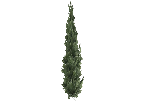 prop_tree_cedar_s_04