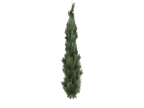 prop_tree_cedar_s_05