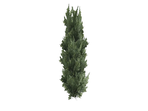 prop_tree_cedar_s_06