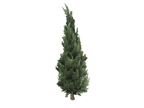 prop_tree_cypress_01