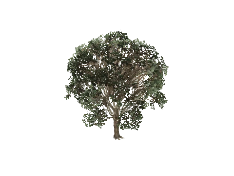 prop_tree_eng_oak_01