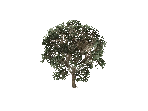 prop_tree_eng_oak_creator