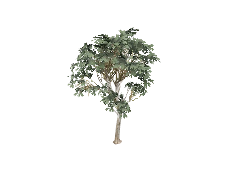 prop_tree_eucalip_01