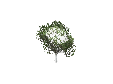 prop_tree_lficus_02
