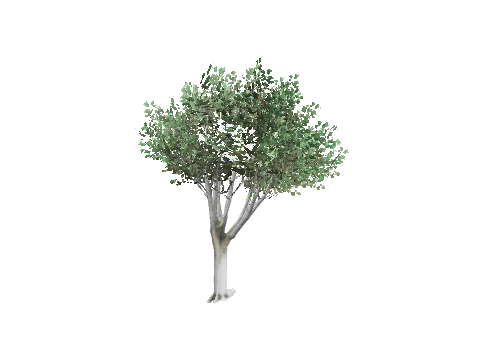 prop_tree_lficus_03