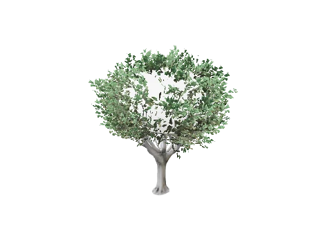 prop_tree_lficus_05