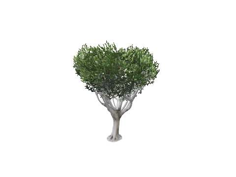 prop_tree_lficus_06