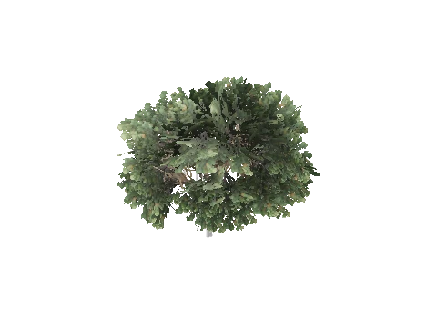 prop_tree_maple_02