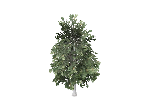 prop_tree_maple_03