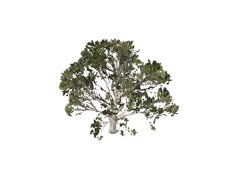 prop_tree_mquite_01