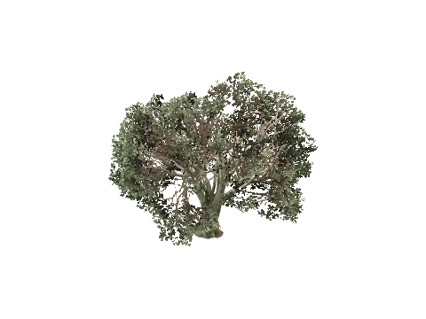 prop_tree_oak_01