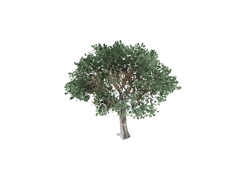 prop_tree_olive_cr2_l1