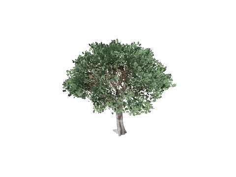 prop_tree_olive_creator