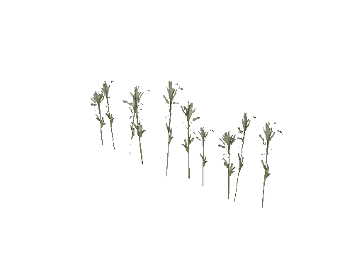 prop_veg_corn_01