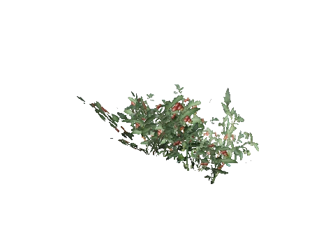 prop_veg_crop_02