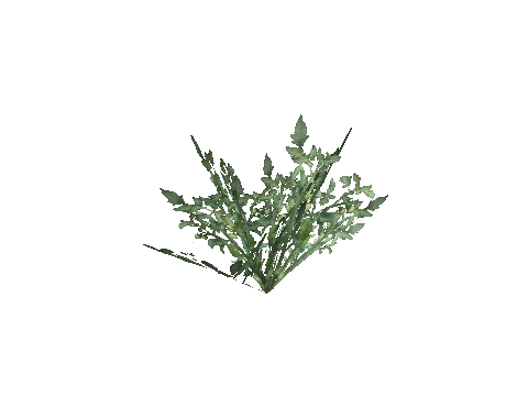 prop_veg_crop_04_leaf