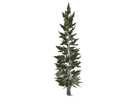 prop_w_r_cedar_01