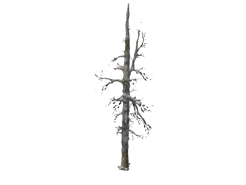 prop_w_r_cedar_dead