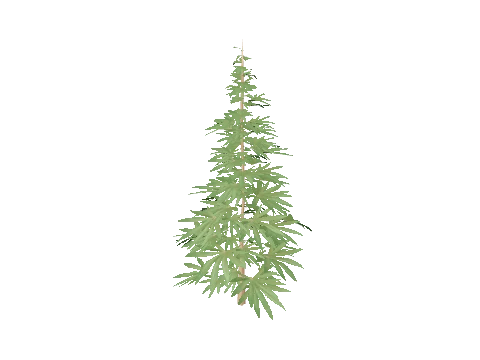prop_weed_01
