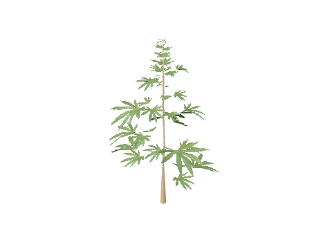 prop_weed_02