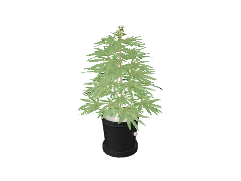 sf_prop_sf_weed_med_01a