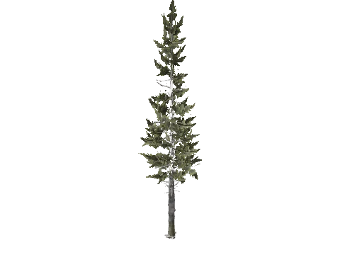 test_tree_cedar_trunk_001, a GTA V map model