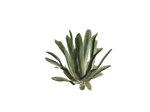 v_med_p_ext_plant