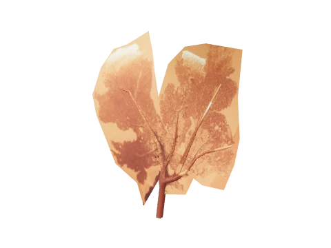 vb_35b_coral_fan_p_l003